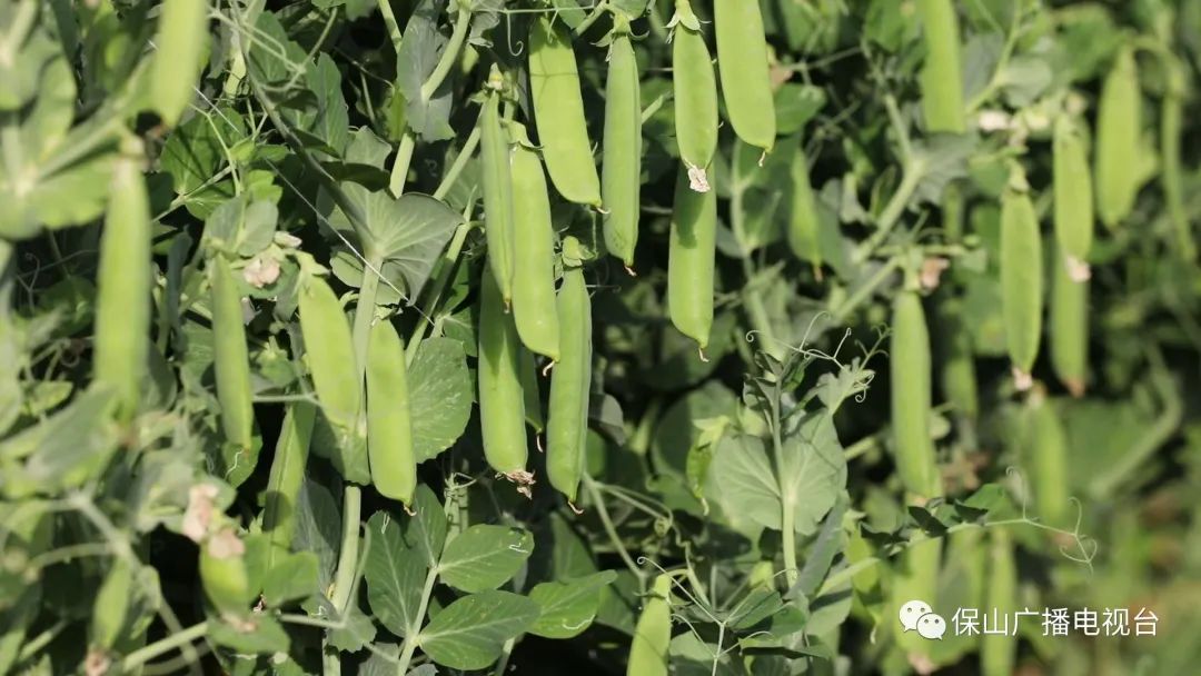 保山广播电视台