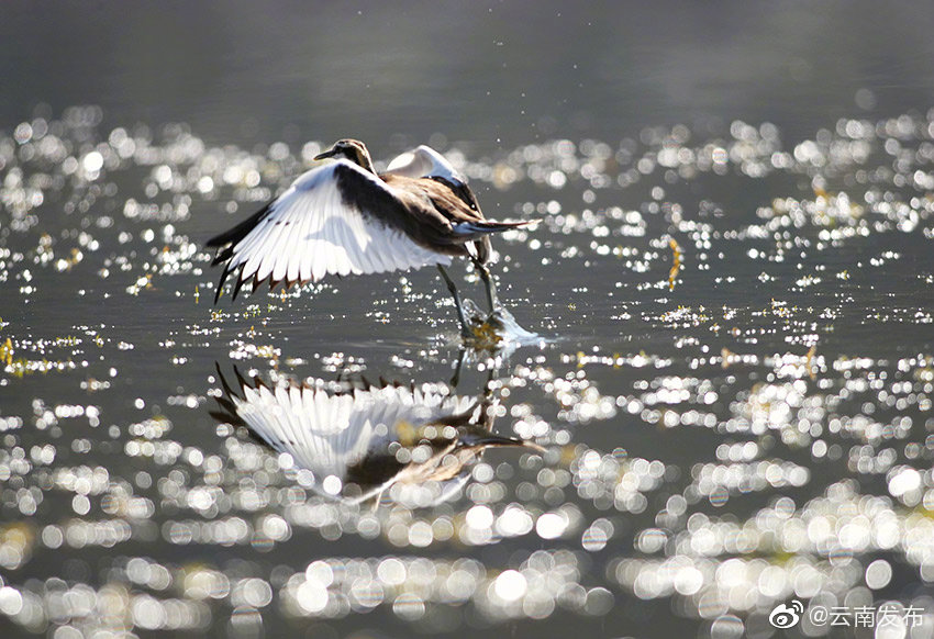 “云南发布”微博