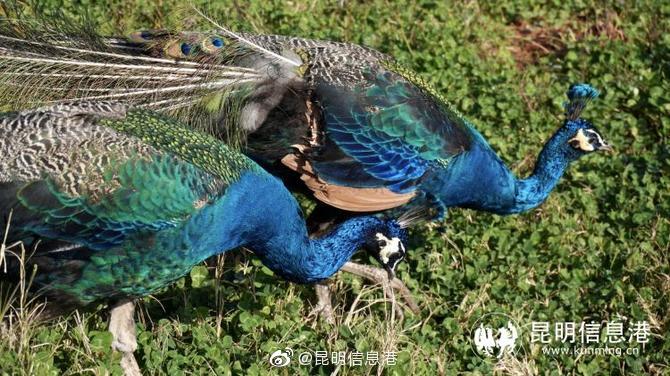 昆明信息港