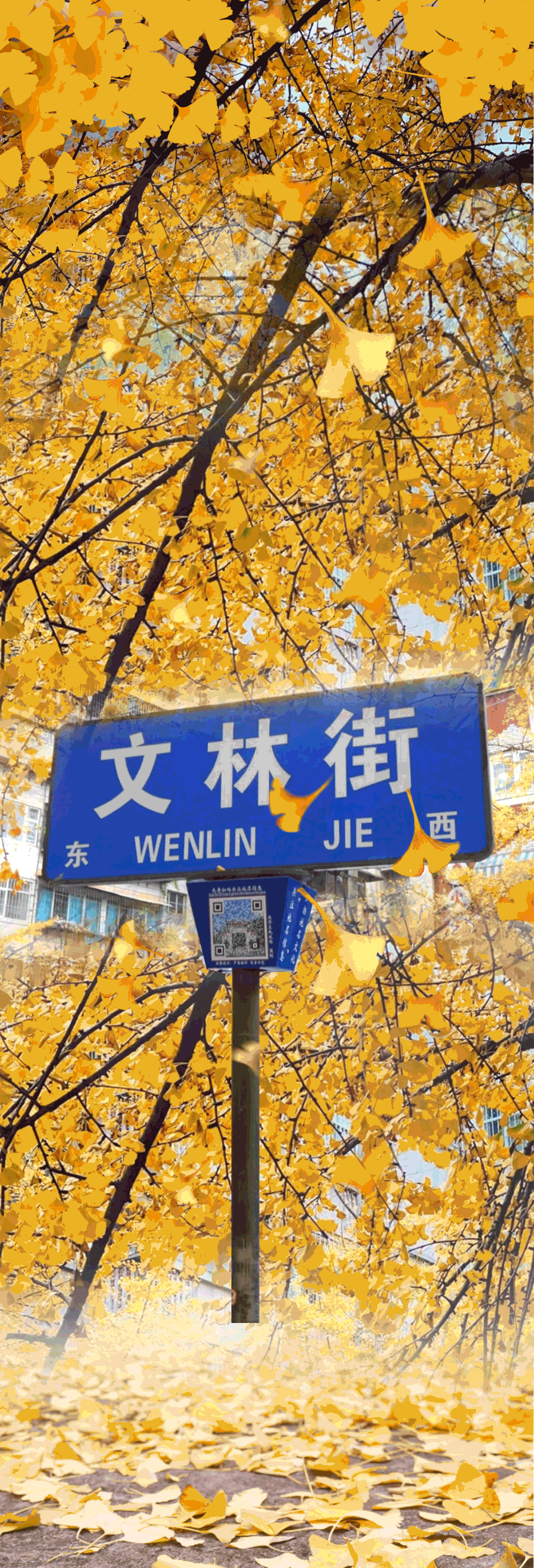 文林街，杏好有你！