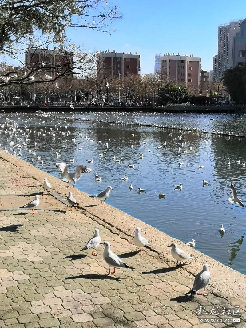 昆明信息港/cnkmxxg