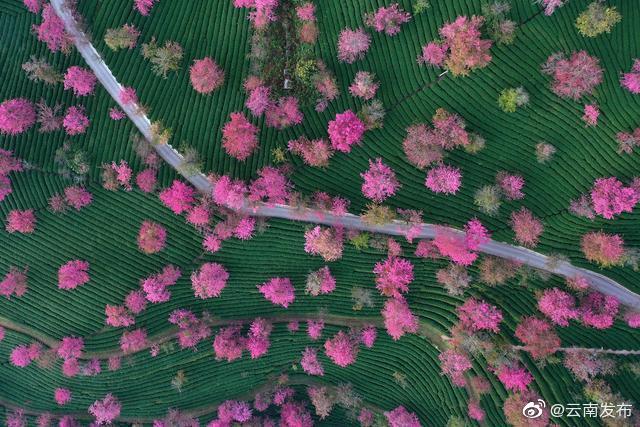 “云南发布”微博