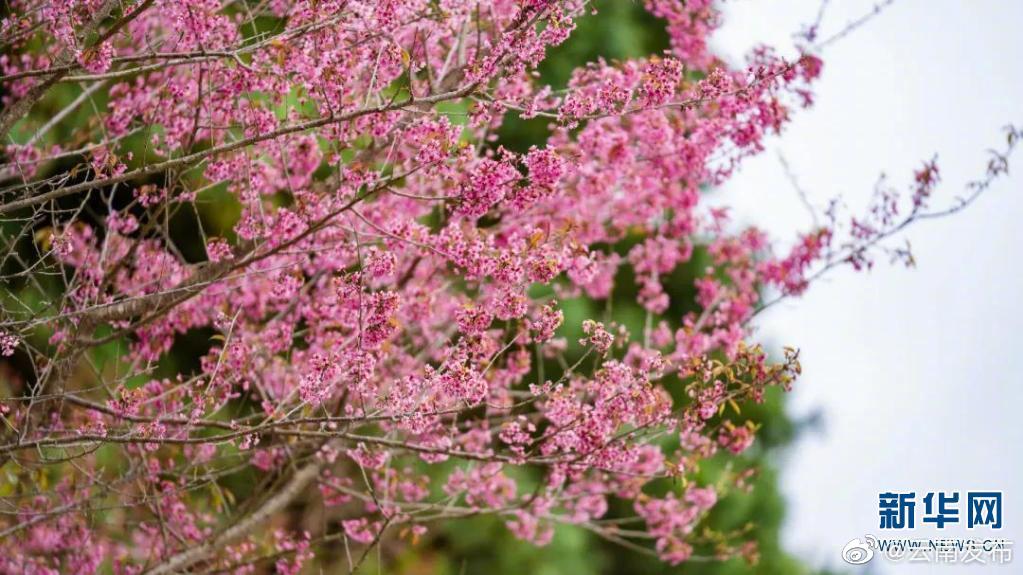 “云南发布”微博