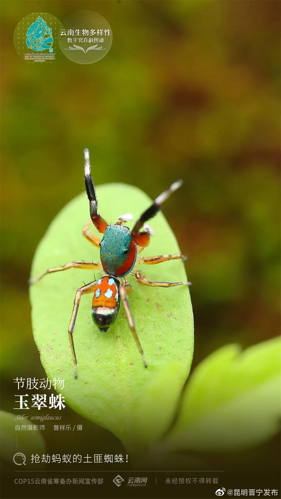 玉翠蛛：抢劫蚂蚁的土匪蜘蛛