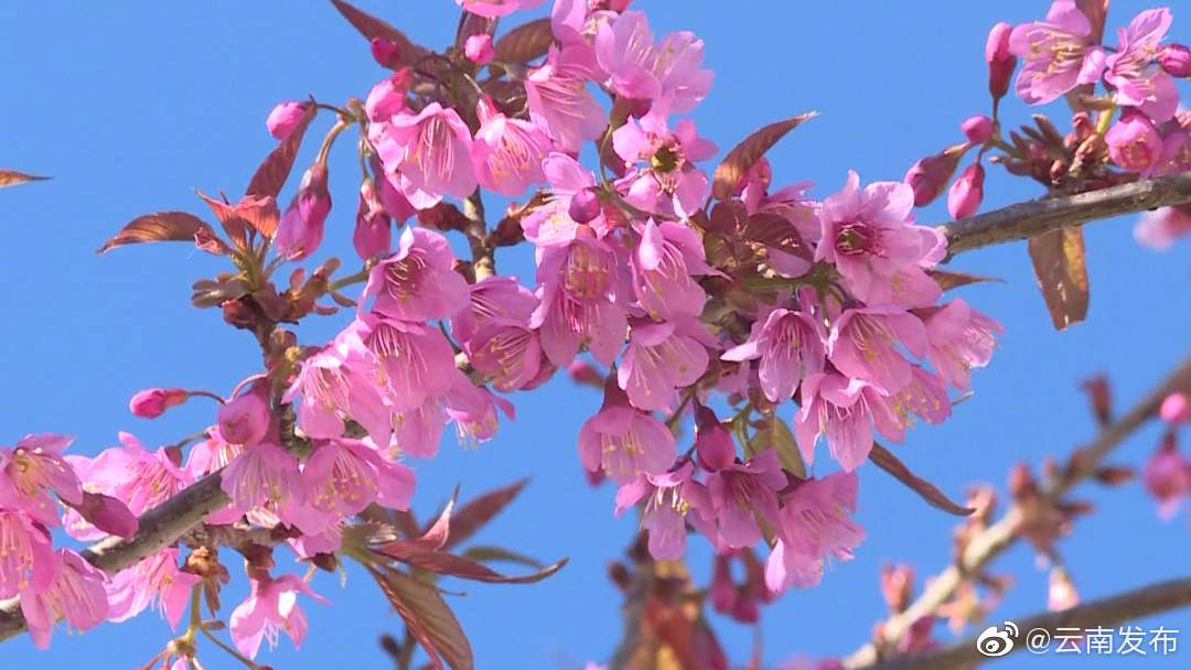 “云南发布”微博