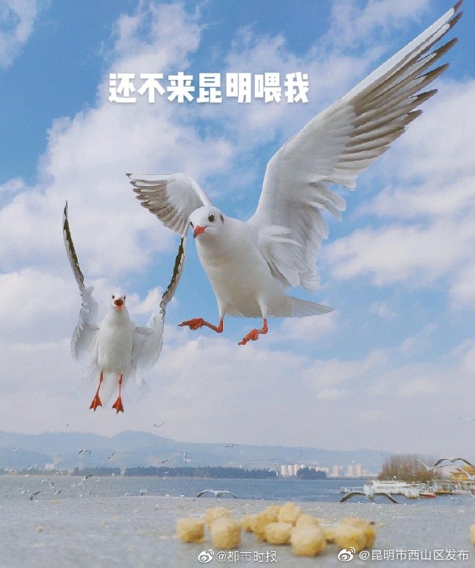 “昆明市西山区发布”微博