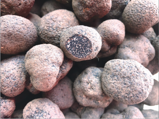 掌上春城微信公众号