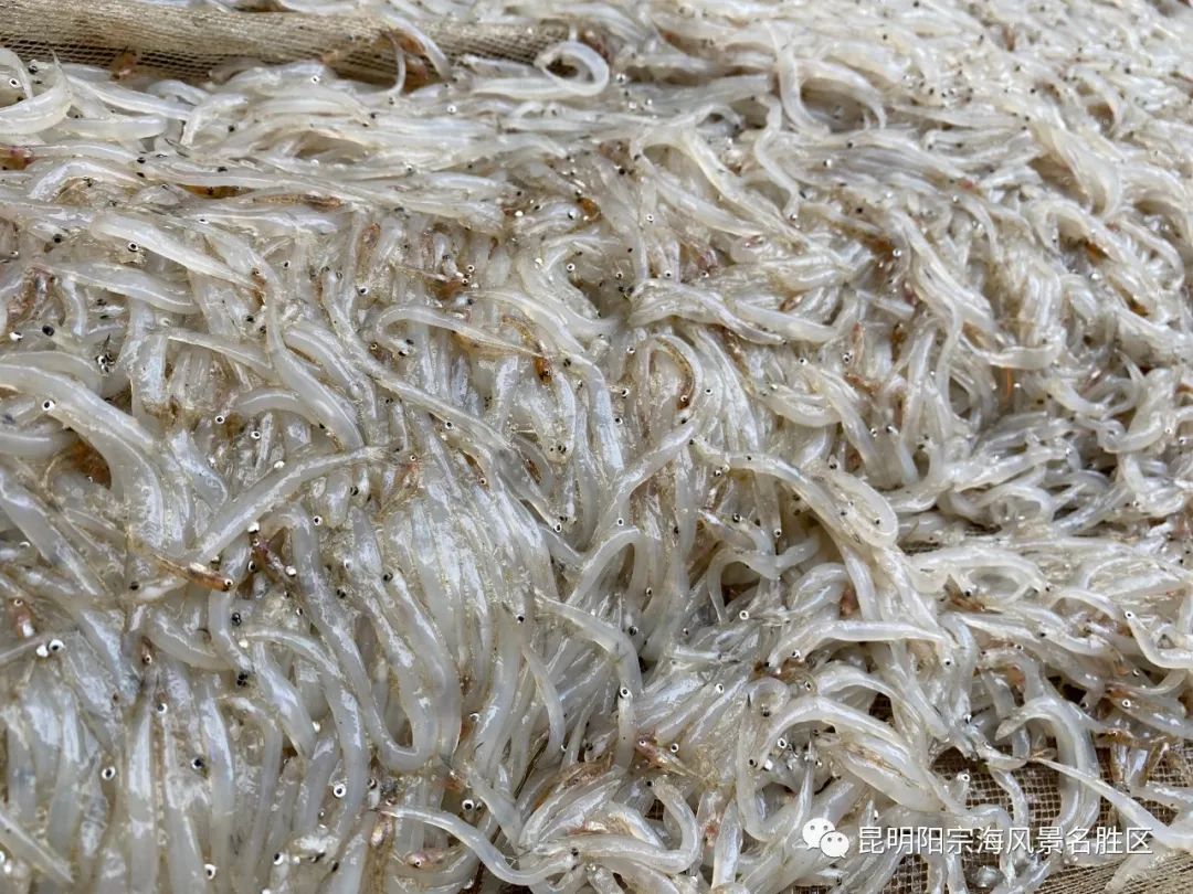 昆明发布