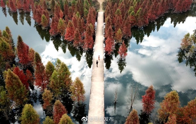 甸尾水杉红 满目景色美