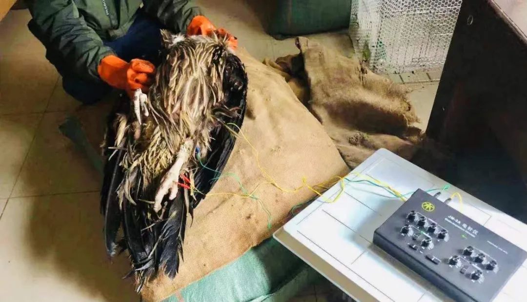 云南野生动物园