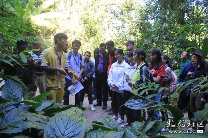 西双版纳望天树景区