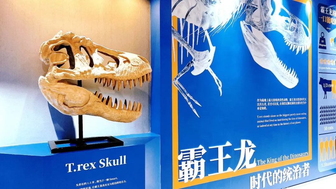 盘龙教育(微信)