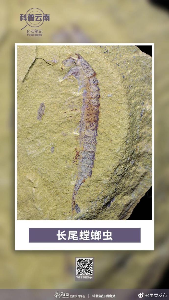 化石笔记——长尾螳螂虫