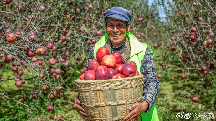 云南苹果连续两月出口量居全国前列