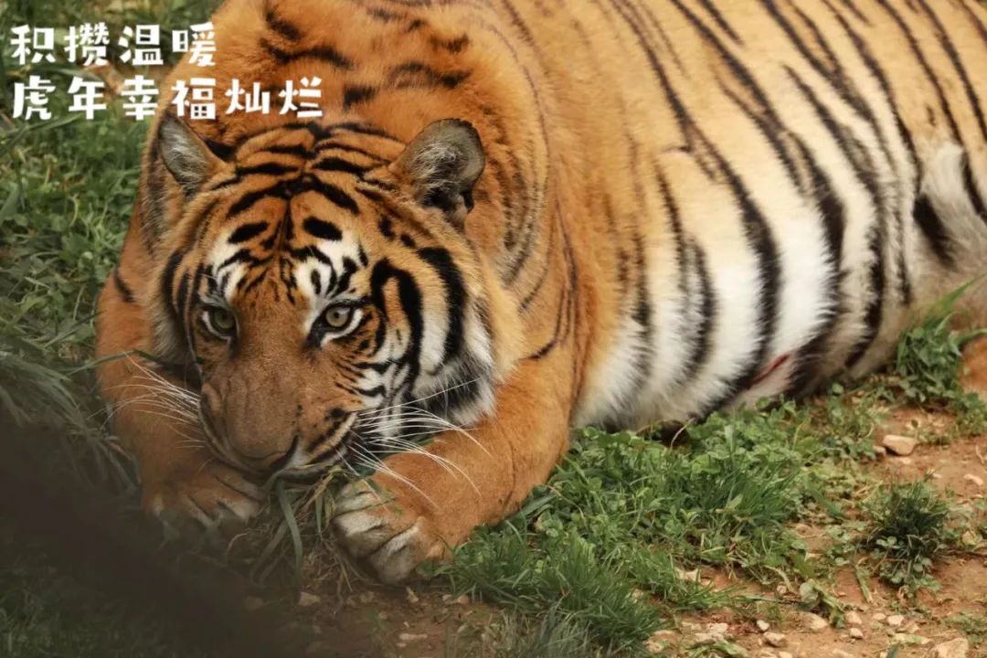 云南野生动物园