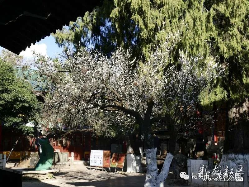 昆明市黑龙潭公园