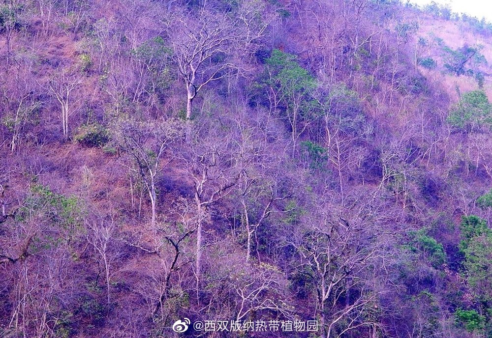 西双版纳热带植物园微博