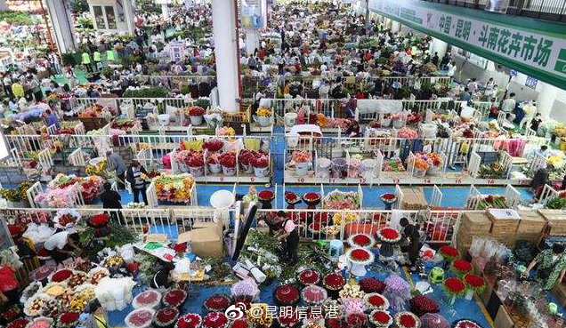 2021年云南省鲜切花出口额5.2亿元 居全国各省份第一