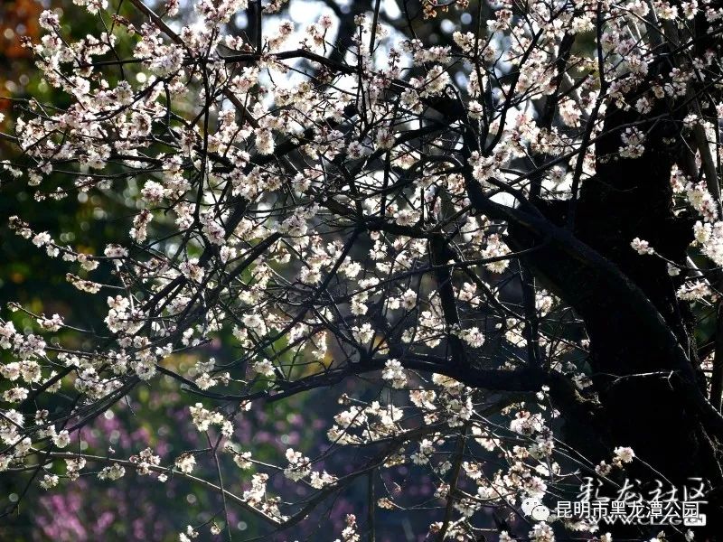 昆明市黑龙潭公园