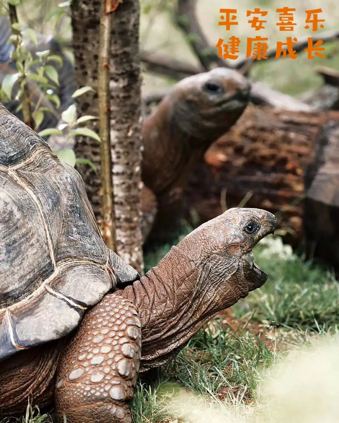 云南野生动物园