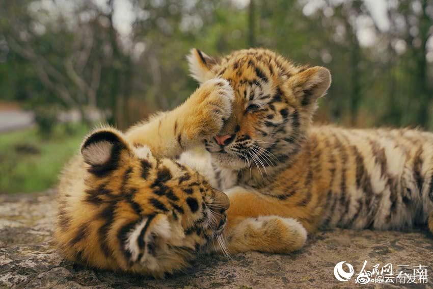 “云南发布”微博