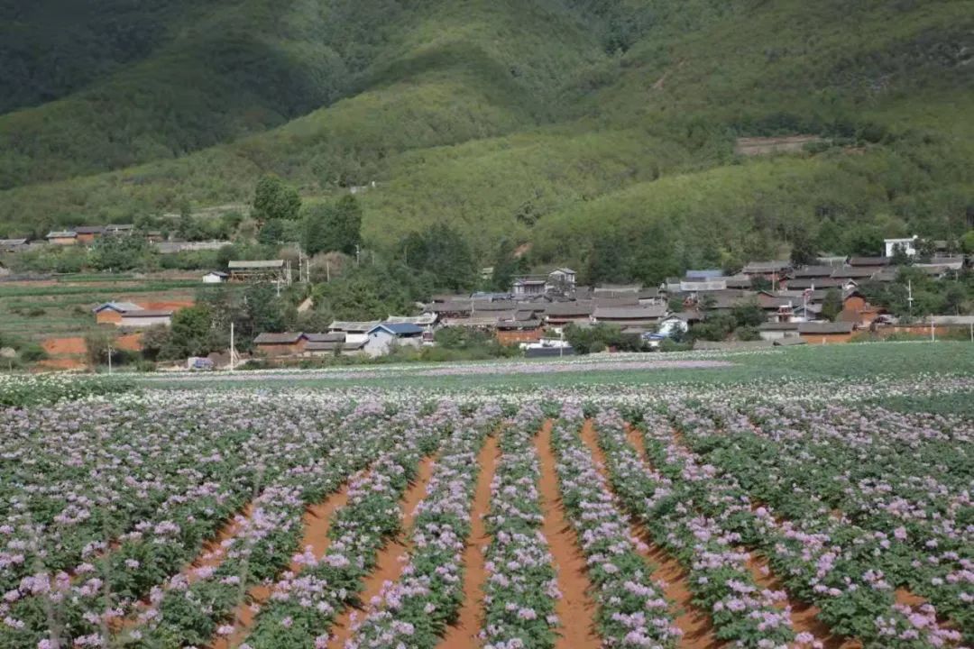 丽江日报