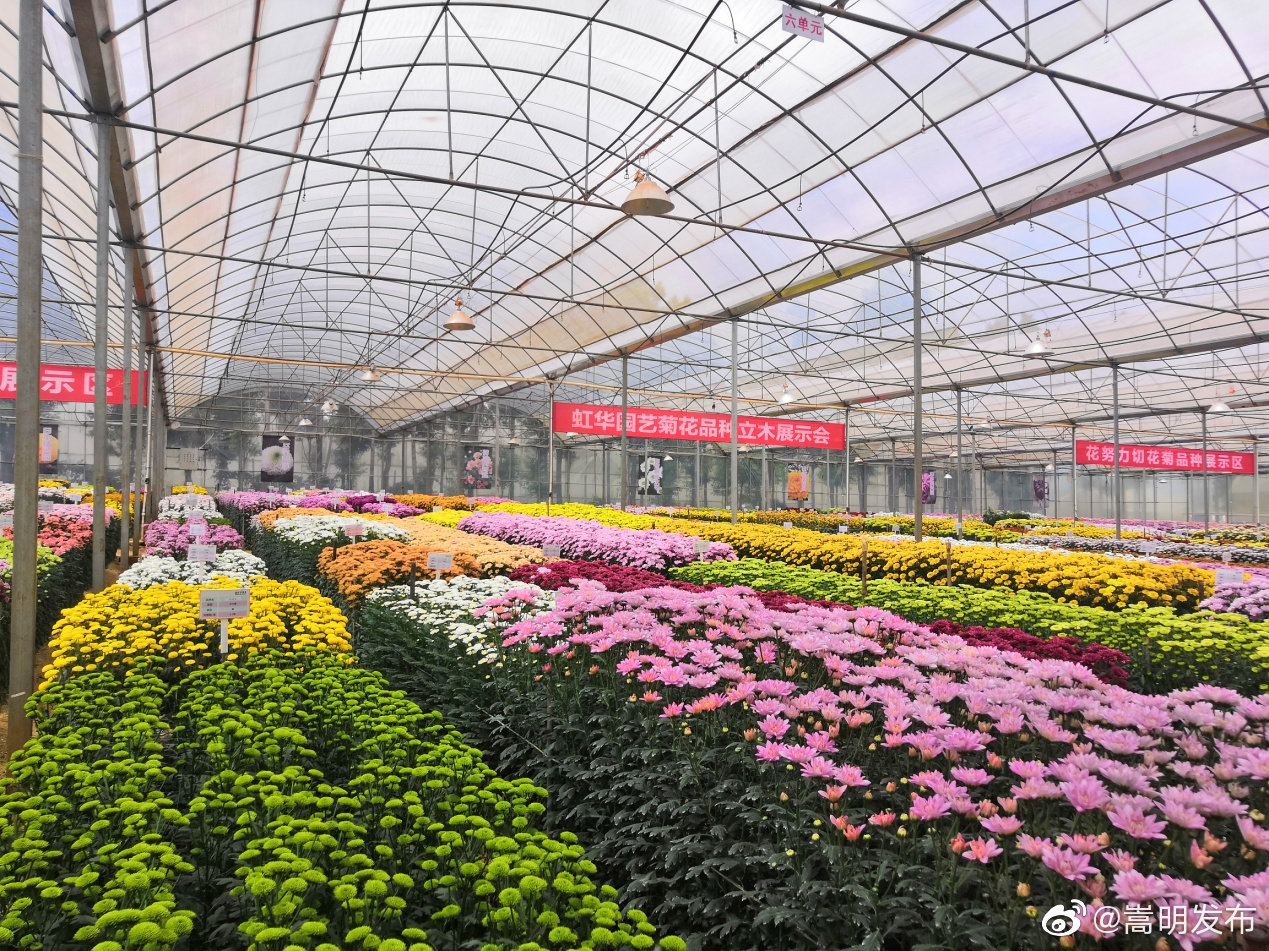 我县再添5个菊花新品种