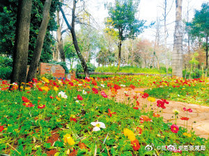 极小种群野生植物安家西华公园