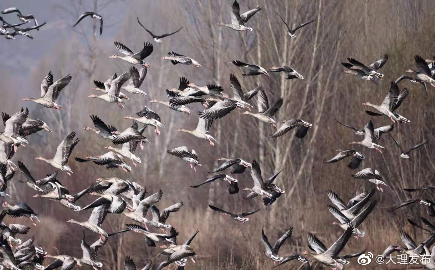 “大理发布”微博