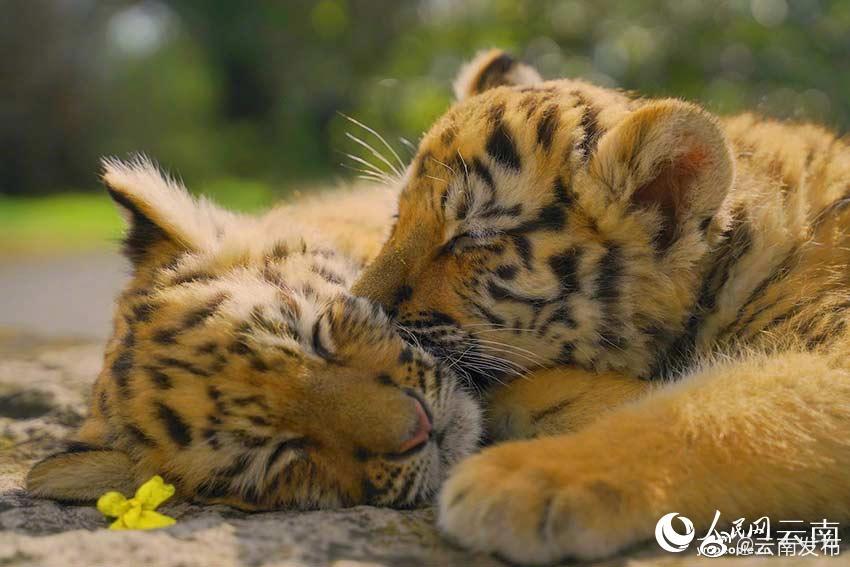 “云南发布”微博