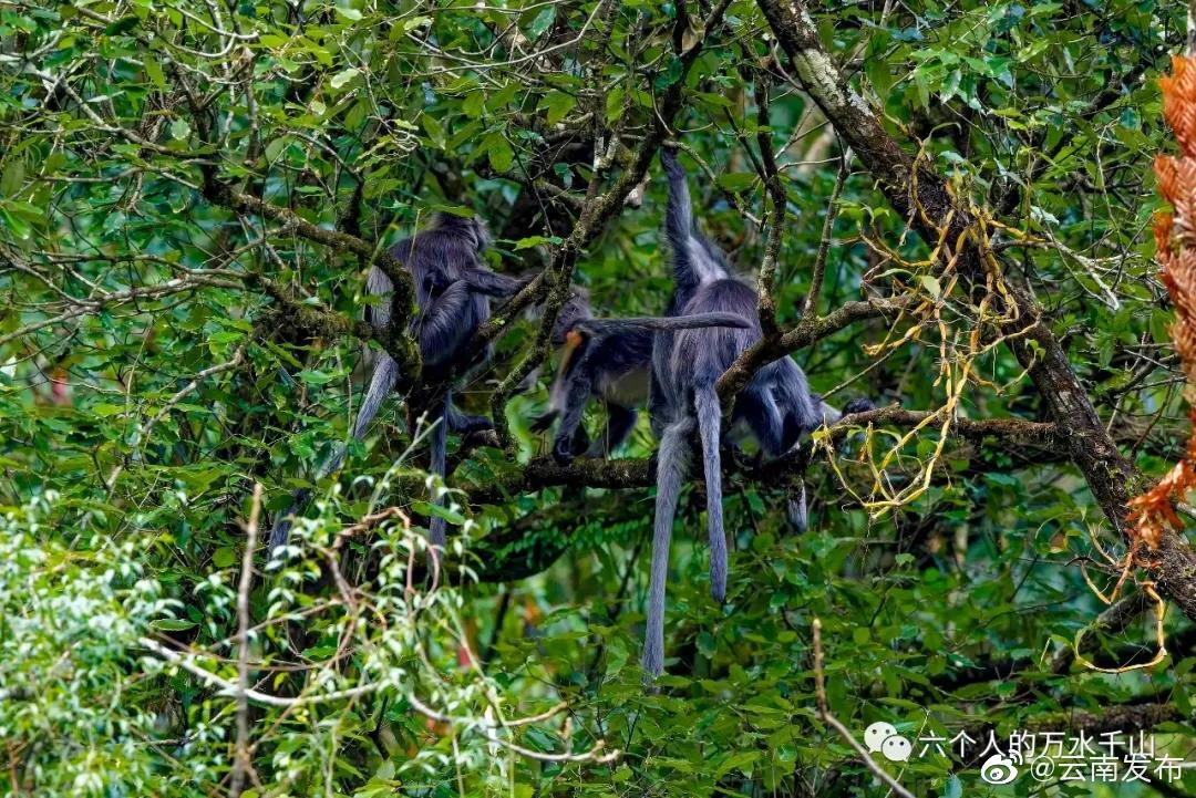 “云南发布”微博