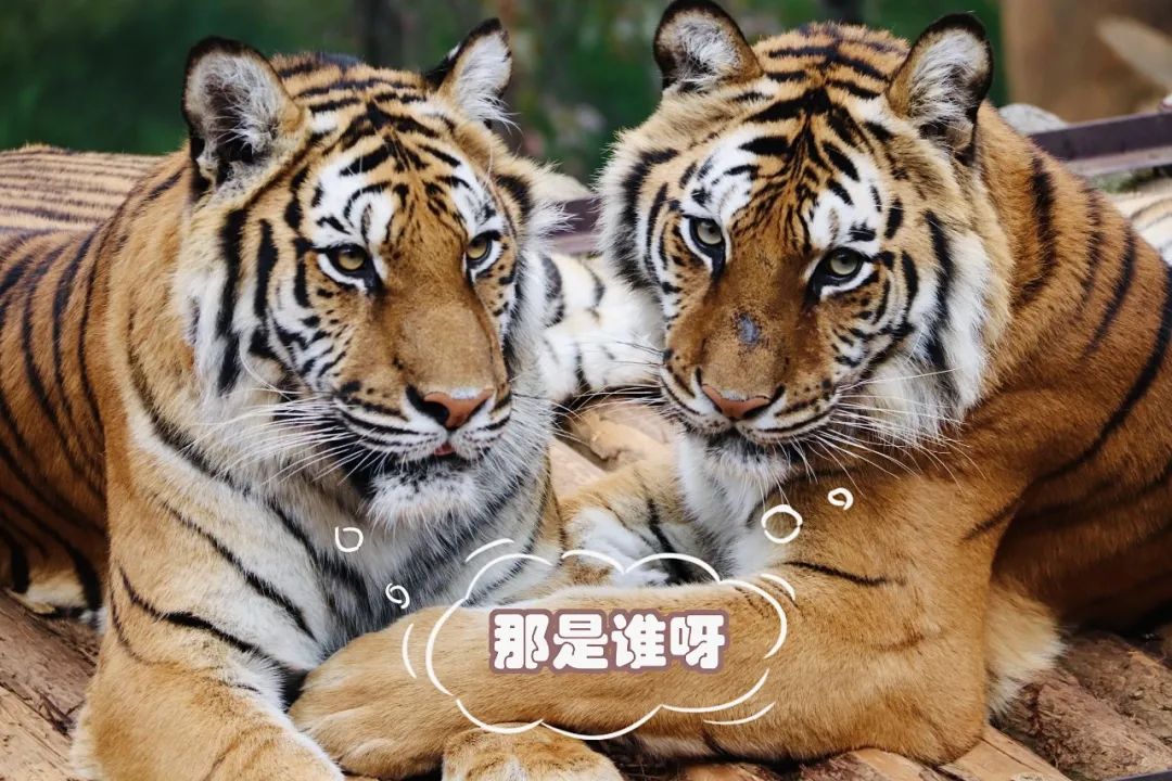 云南野生动物园