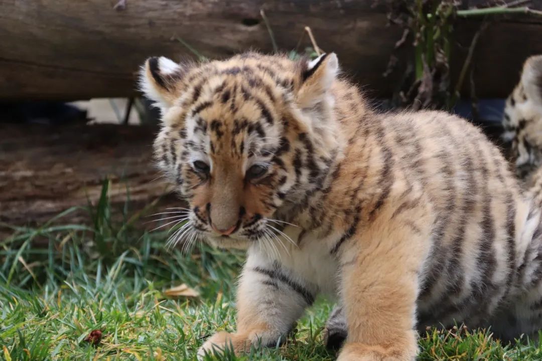 云南野生动物园