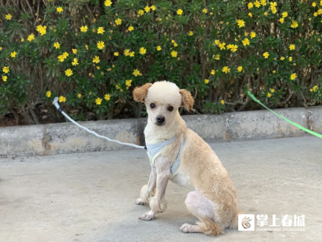 掌上春城微信公众号