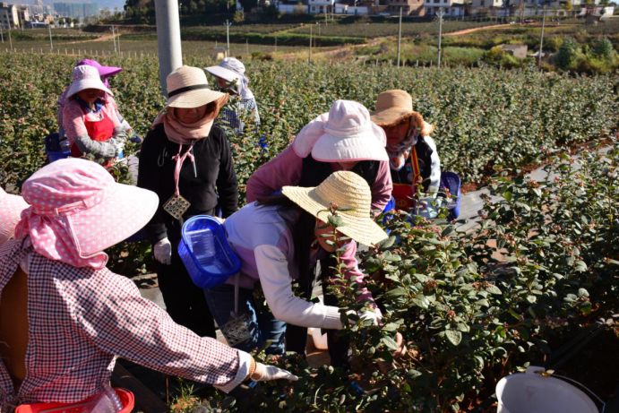 曲靖公共就业服务网