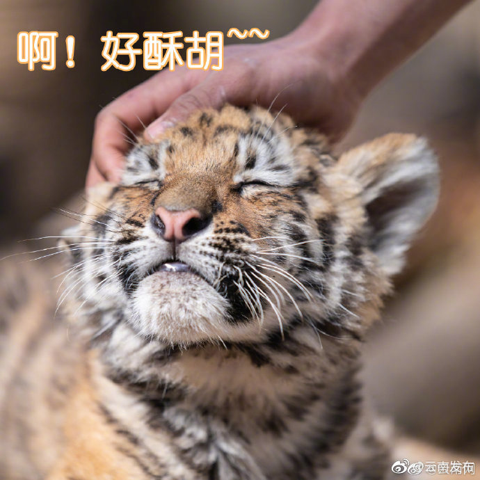 “云南发布”微博