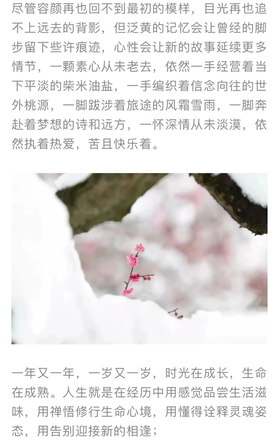 红色扎西