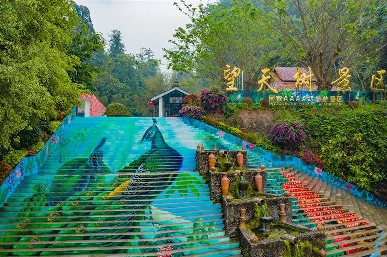 西双版纳望天树景区