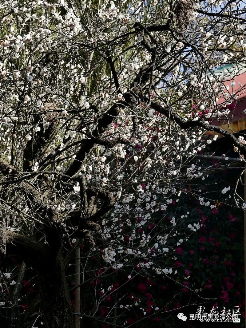 昆明市黑龙潭公园