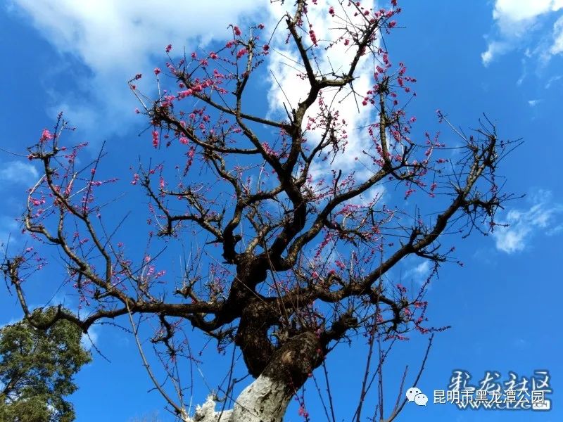 昆明市黑龙潭公园