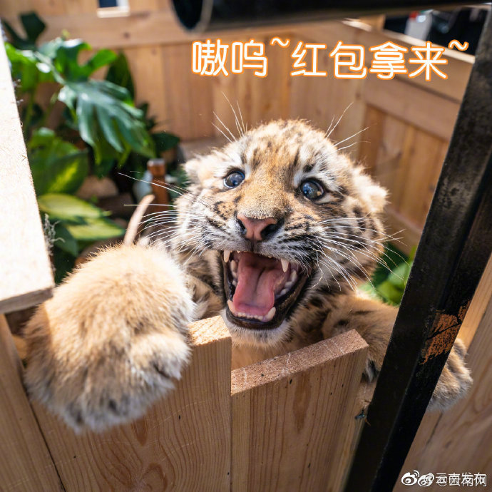 “云南发布”微博