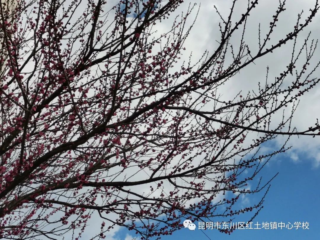 东川教育(微信)