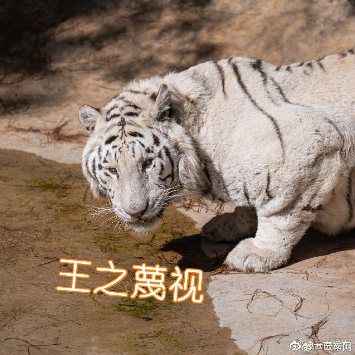 “云南发布”微博