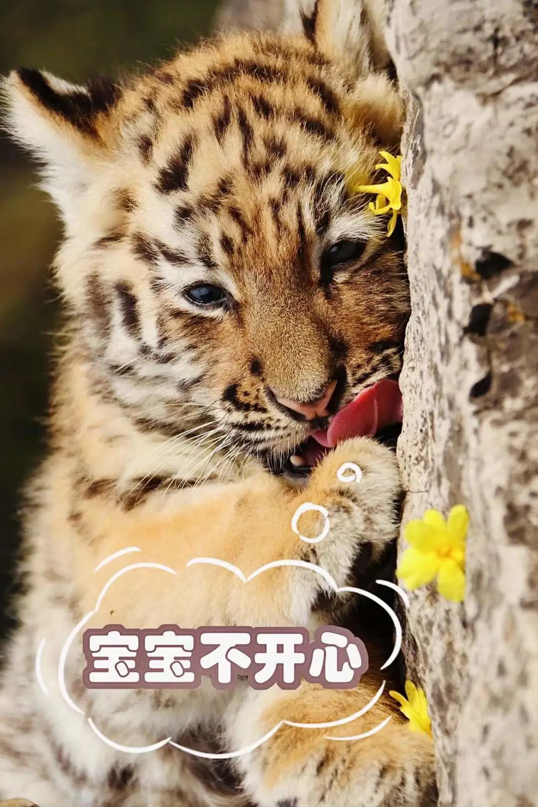 云南野生动物园