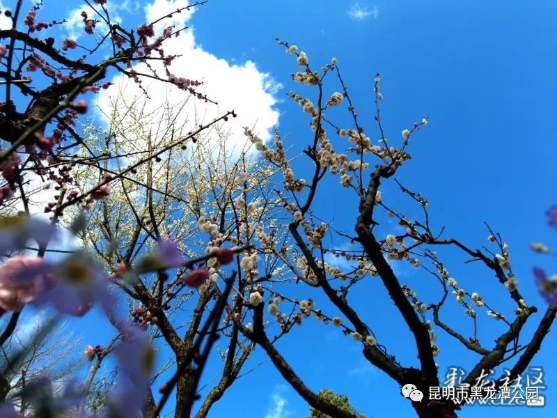 昆明市黑龙潭公园