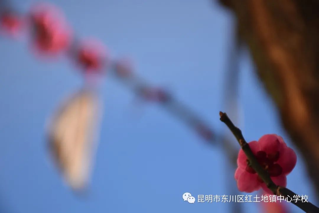 东川教育(微信)