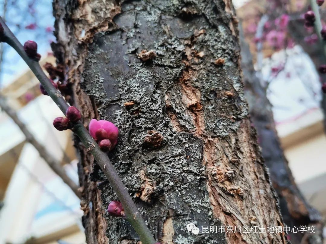 东川教育(微信)