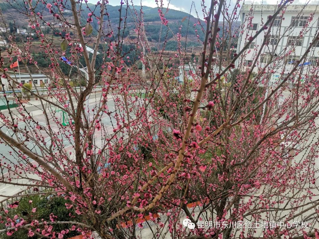 东川教育(微信)