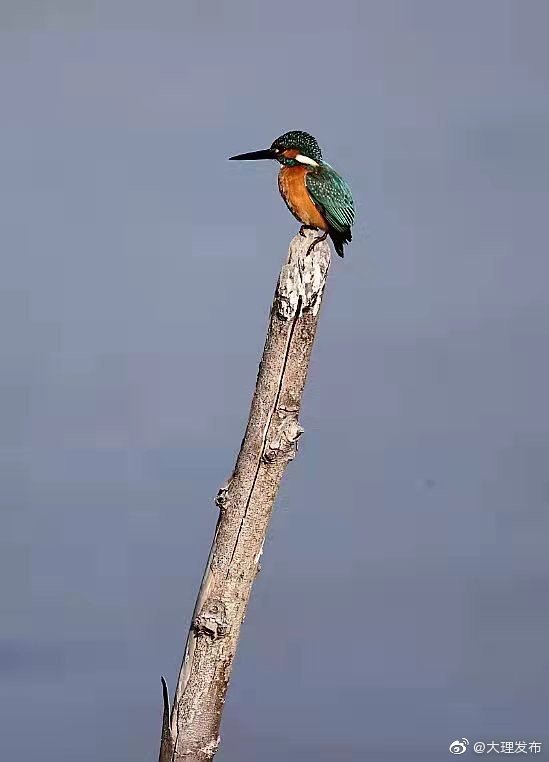 “大理发布”微博