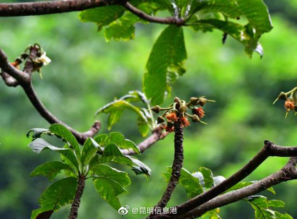 昆明信息港